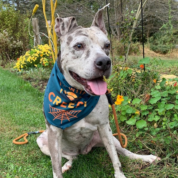 👉🏻 BUNDLE for a PRIVATE OFFER! - Picture 6 of 7